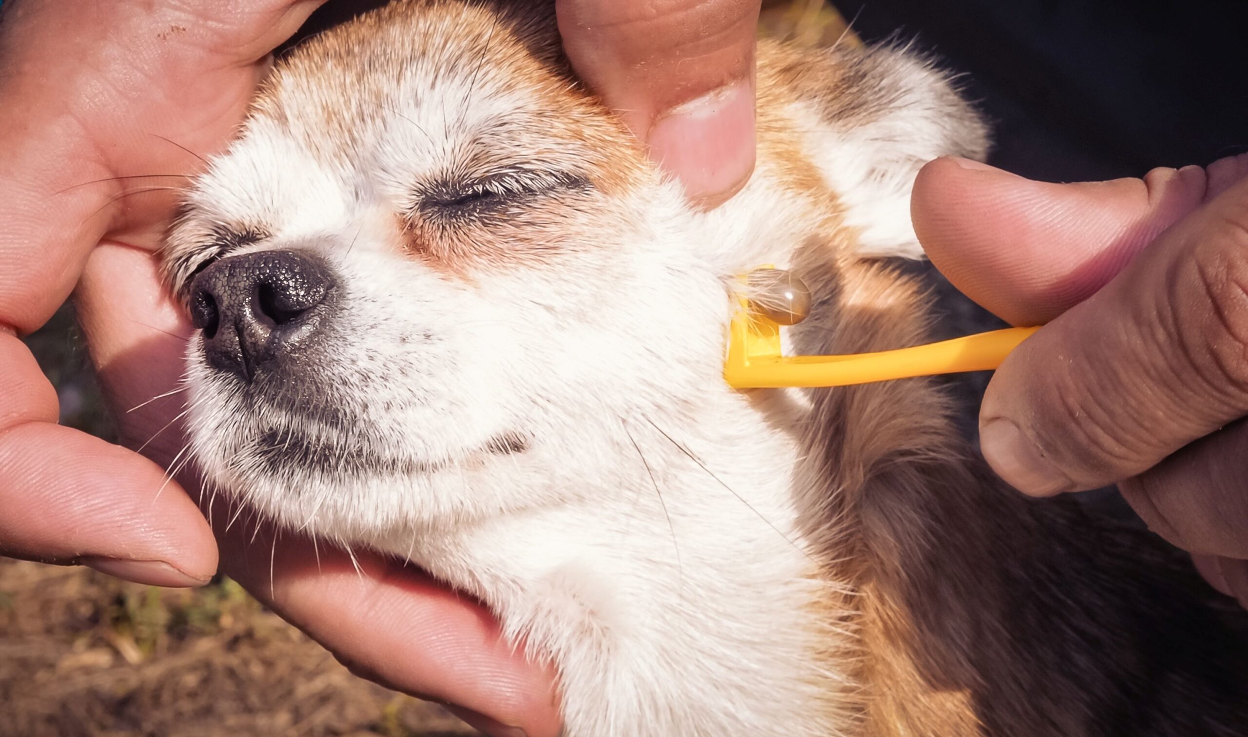 Come controllare se il cane ha le zecche (e come rimuoverle)