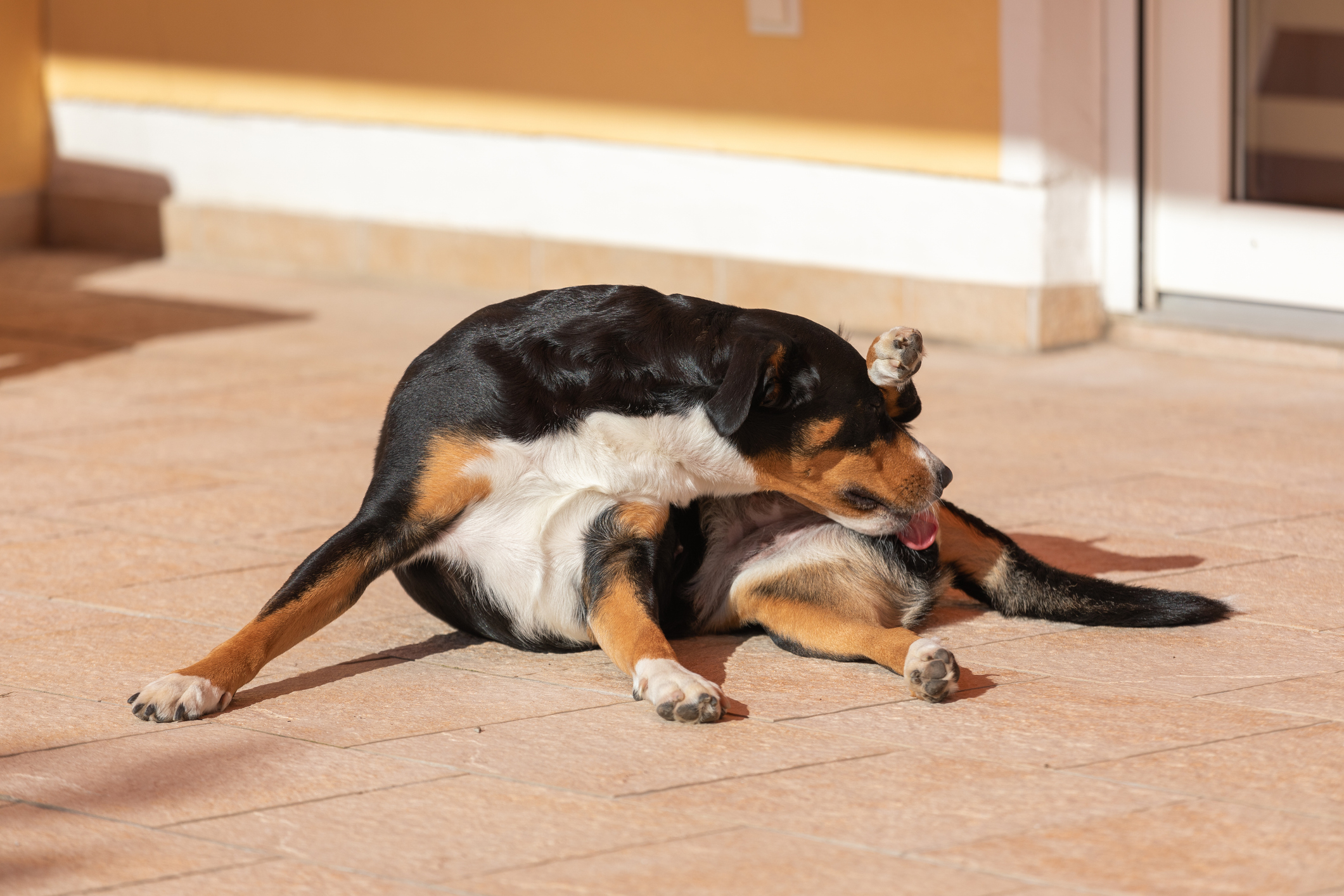 Perché cani e gatti a volte si leccano fino a togliersi il pelo o causare ferite?