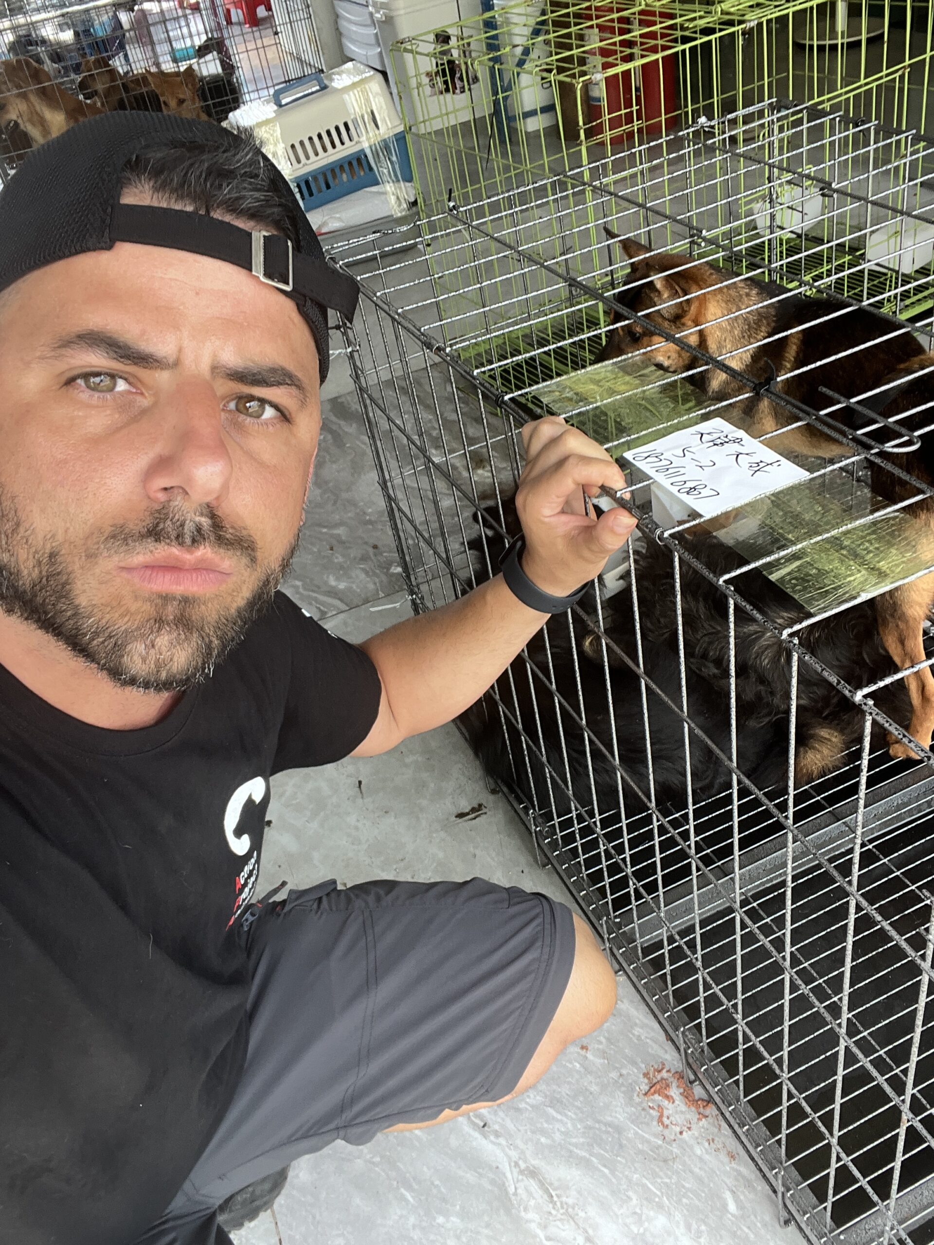 Mama, sopravvissuta a Yulin, partorirà quattro cuccioli. Perché ancora esiste il festival della carne di cane