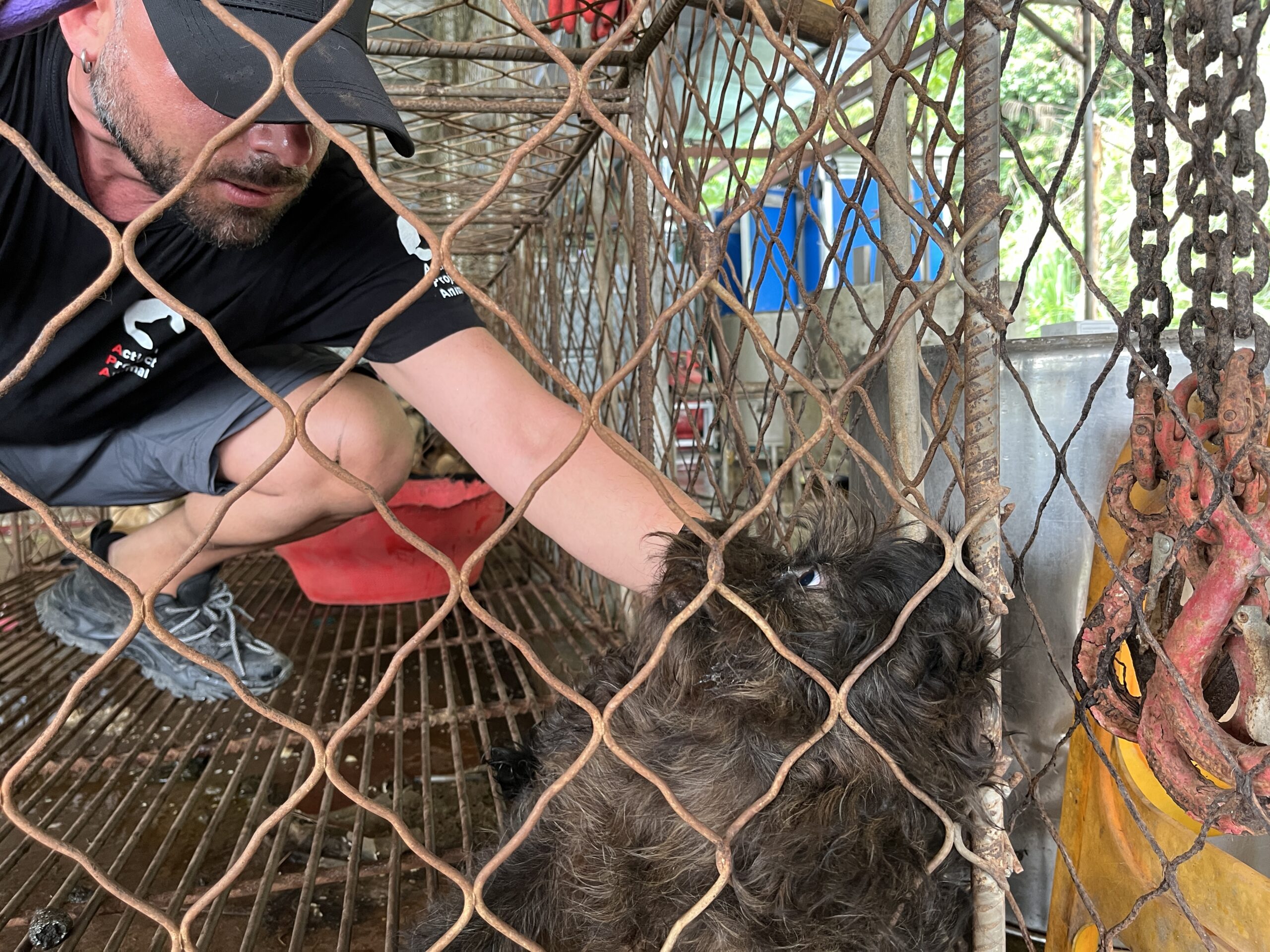 Mama, sopravvissuta a Yulin, partorirà quattro cuccioli. Perché ancora esiste il festival della carne di cane