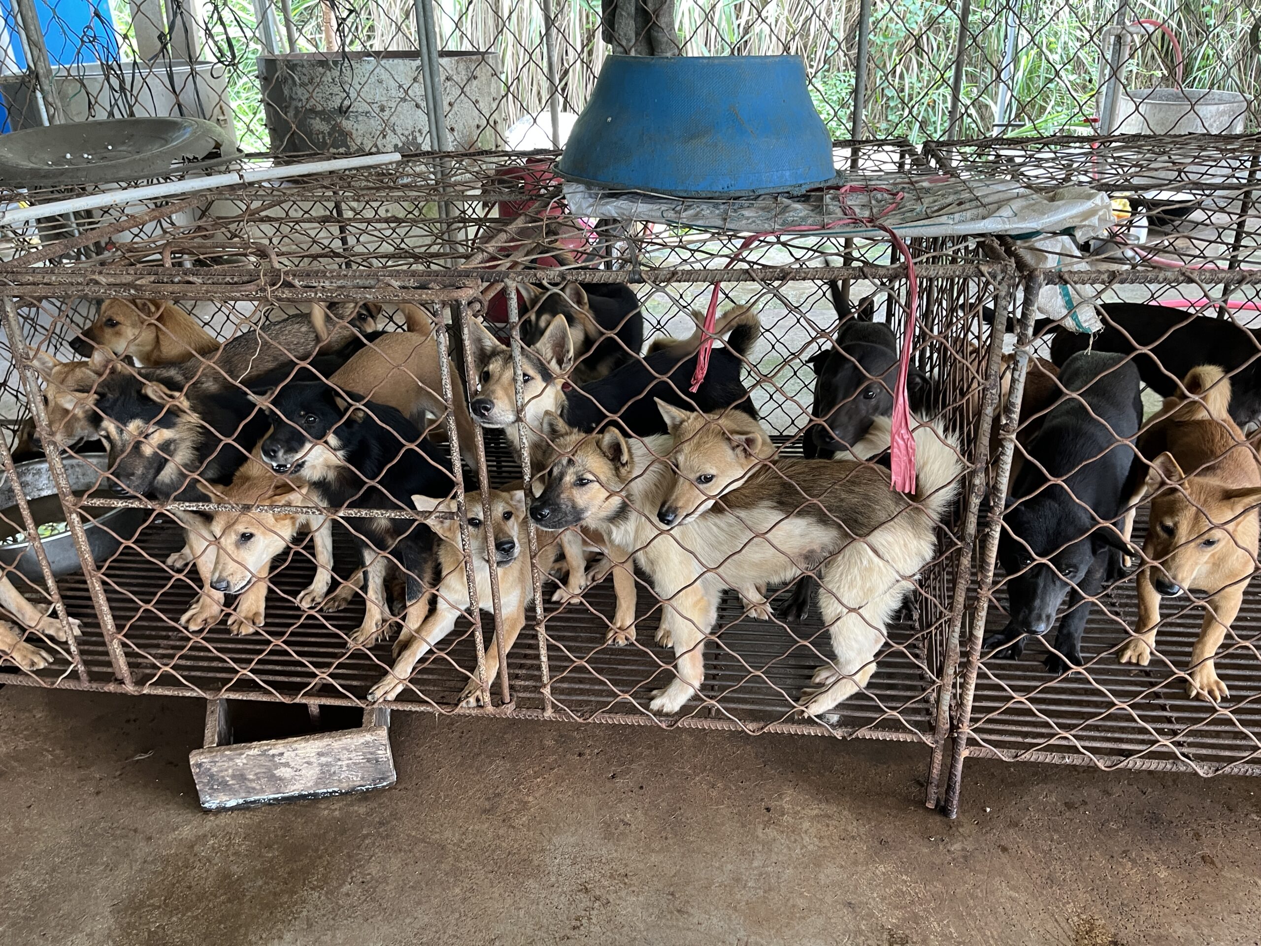 Mama, sopravvissuta a Yulin, partorirà quattro cuccioli. Perché ancora esiste il festival della carne di cane