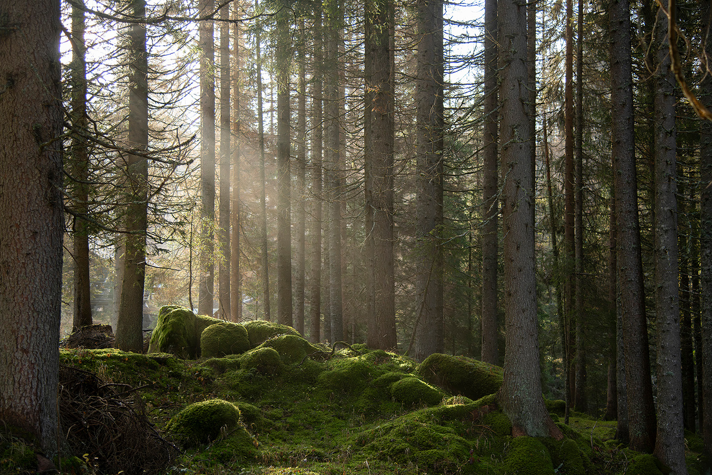 «Bosco. Il respiro della Terra»: la voce del Pianeta in una mostra fotografica