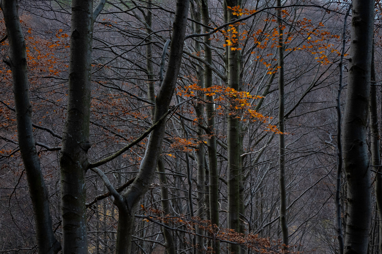 «Bosco. Il respiro della Terra»: la voce del Pianeta in una mostra fotografica