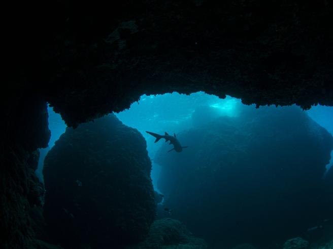 Uno squalo nuota vicino a una grotta sottomarina nelle Filippine. Crediti foto: Getty Images