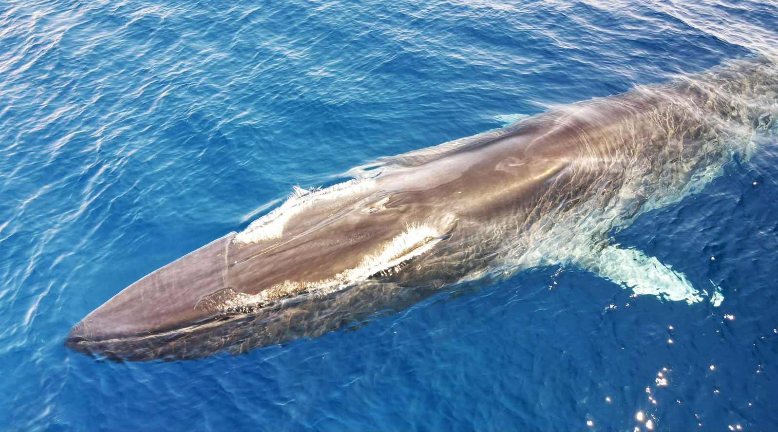Delfini e balene, il tesoro nascosto (ma non troppo) del Mar Ligure. A Sanremo «cantano» anche loro