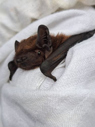 Ugo, il primo pipistrello italiano con il Gps. «Aiuterà a mettere a punto strategie per la protezione della specie»