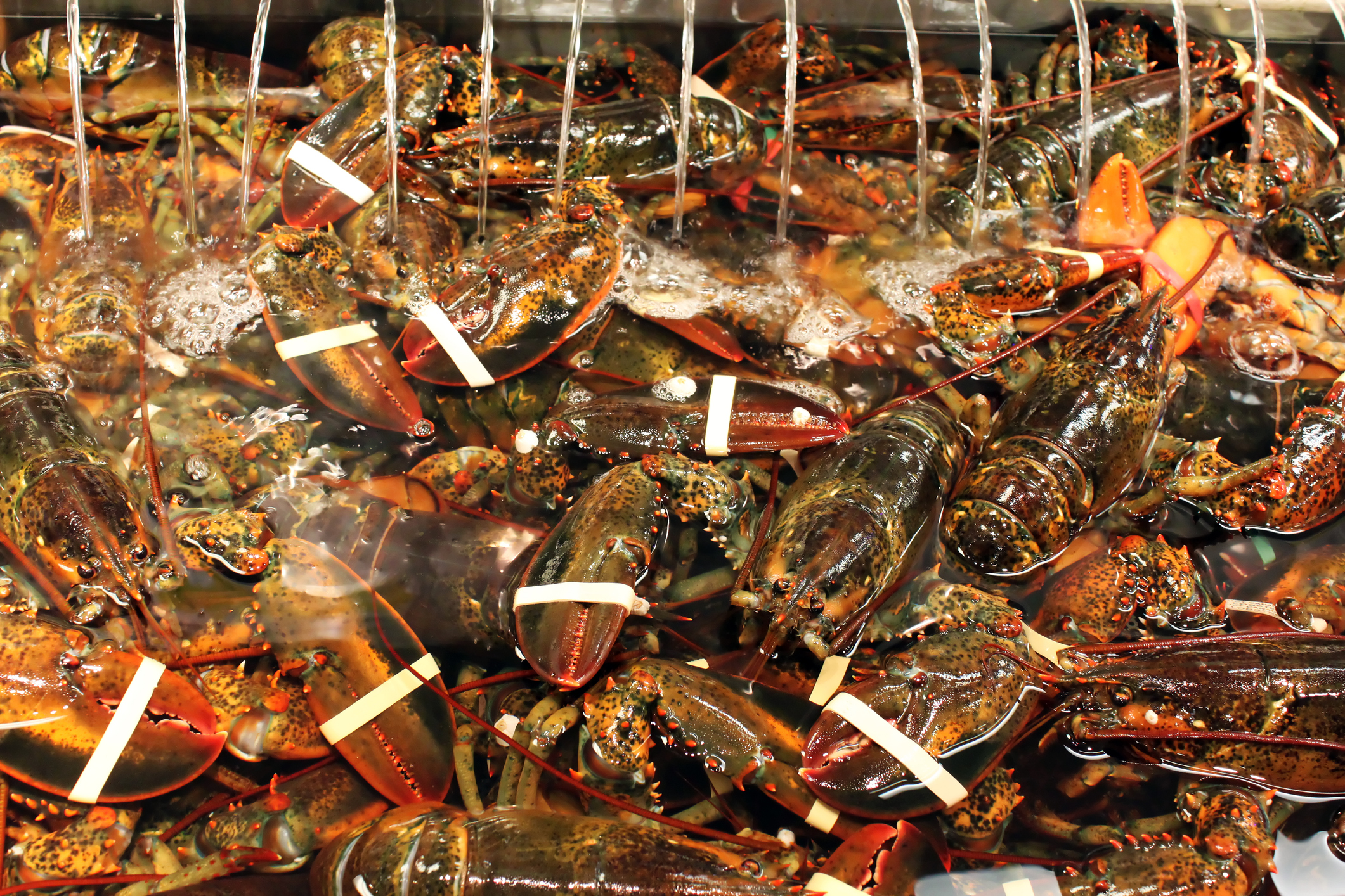 La lunga agonia di aragoste, astici e granchi. Perché la sofferenza dei crostacei non ci indigna?