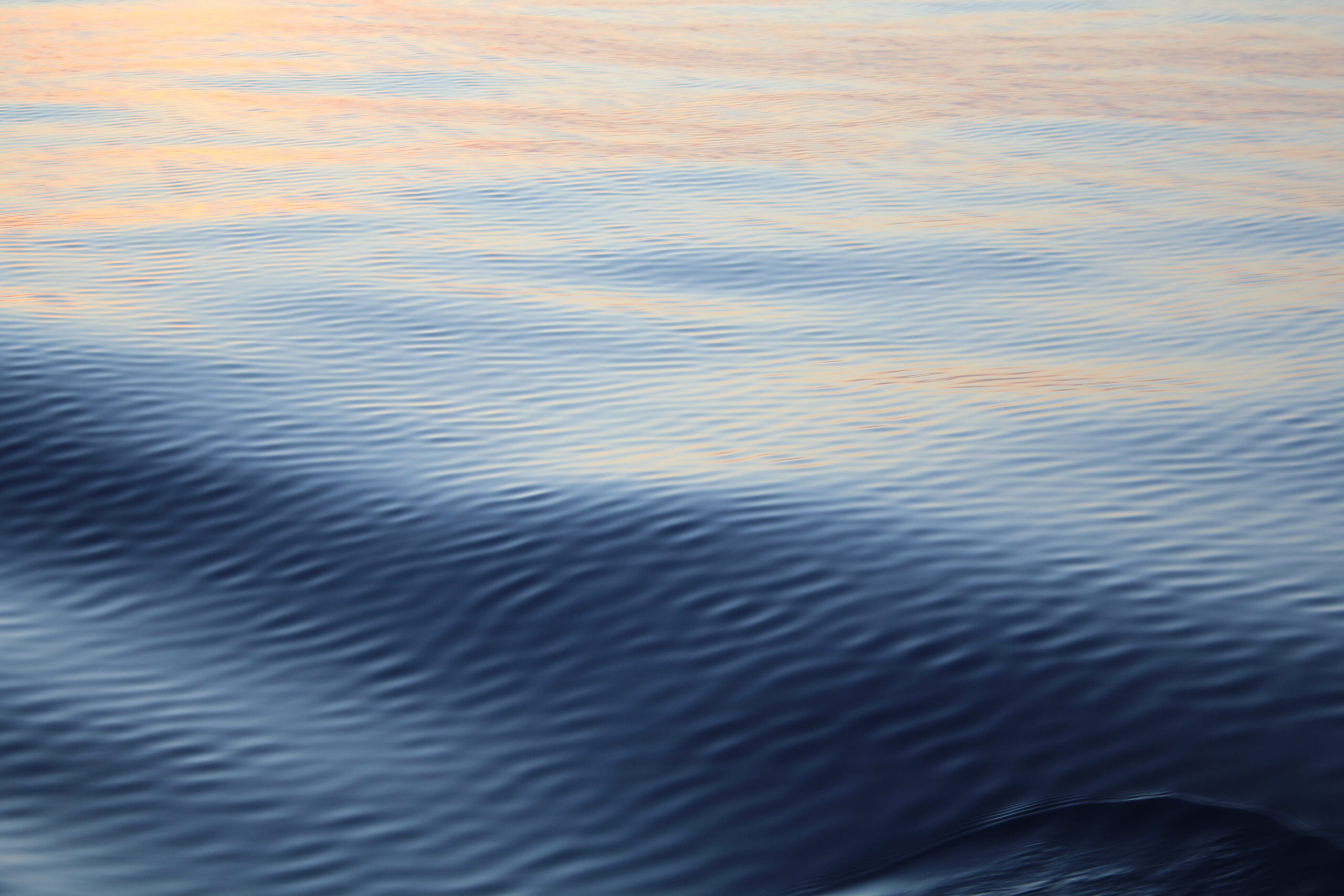 Così stenelle e tartarughe del Mediterraneo ci insegnano l’etica del mare