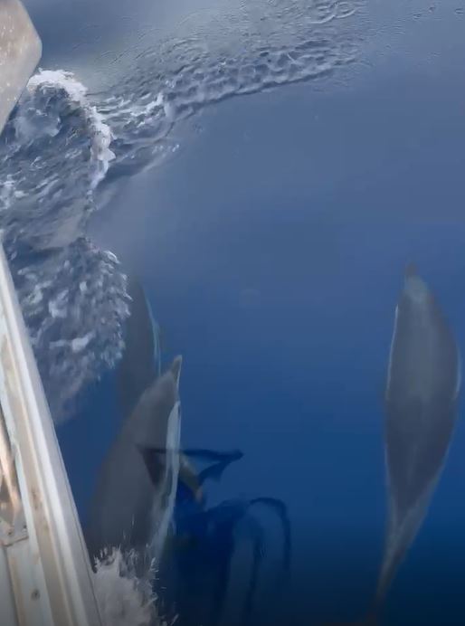 Così stenelle e tartarughe del Mediterraneo ci insegnano l’etica del mare