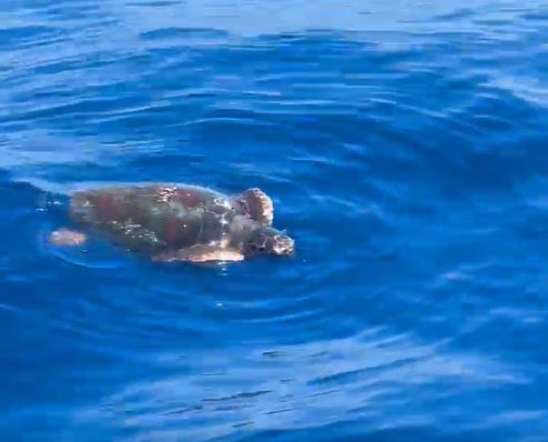 Così stenelle e tartarughe del Mediterraneo ci insegnano l’etica del mare