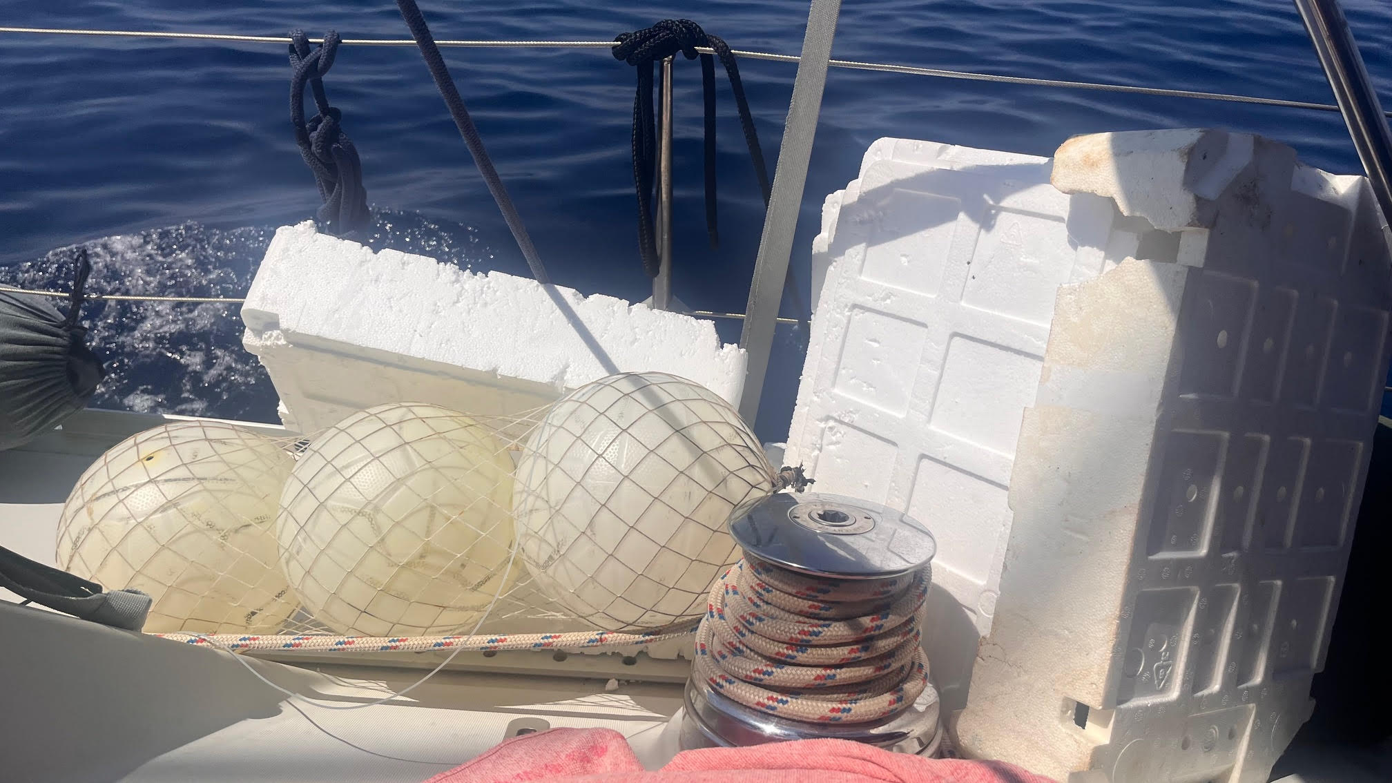 Così stenelle e tartarughe del Mediterraneo ci insegnano l’etica del mare