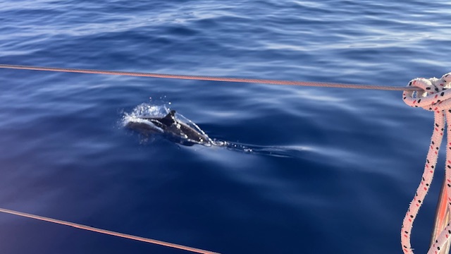 Così stenelle e tartarughe del Mediterraneo ci insegnano l’etica del mare