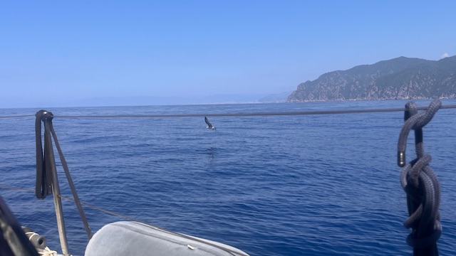 Così stenelle e tartarughe del Mediterraneo ci insegnano l’etica del mare