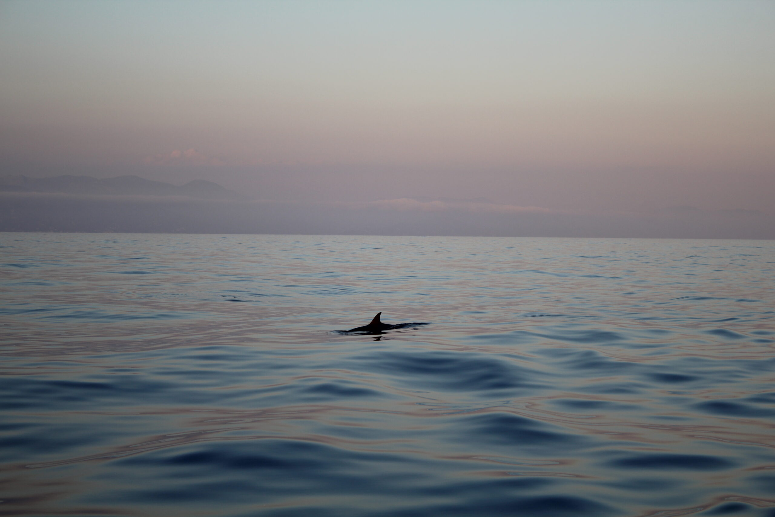 Così stenelle e tartarughe del Mediterraneo ci insegnano l’etica del mare