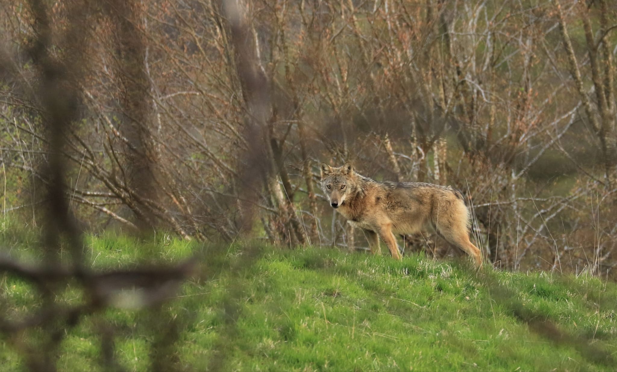 Quegli scatti di troppo che mettono in pericolo gli animali. «La loro tutela viene prima di Instagram»