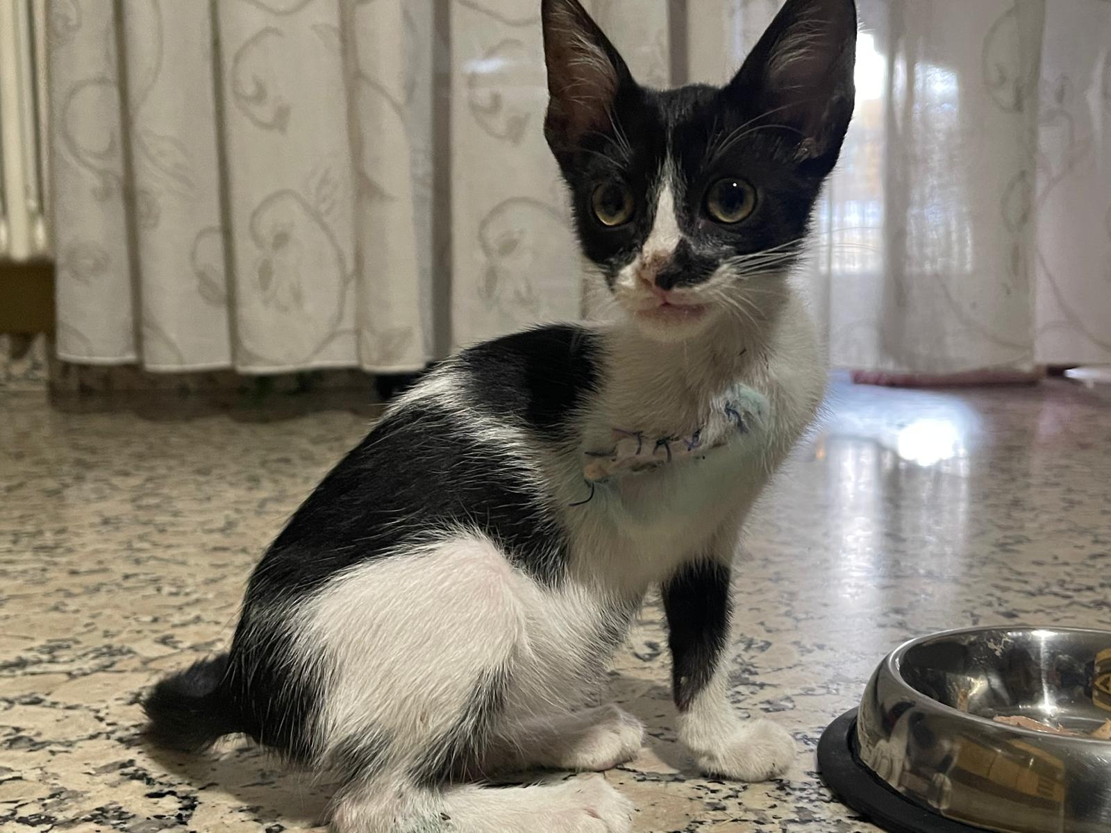 Bimbo salva e adotta gatto disabile