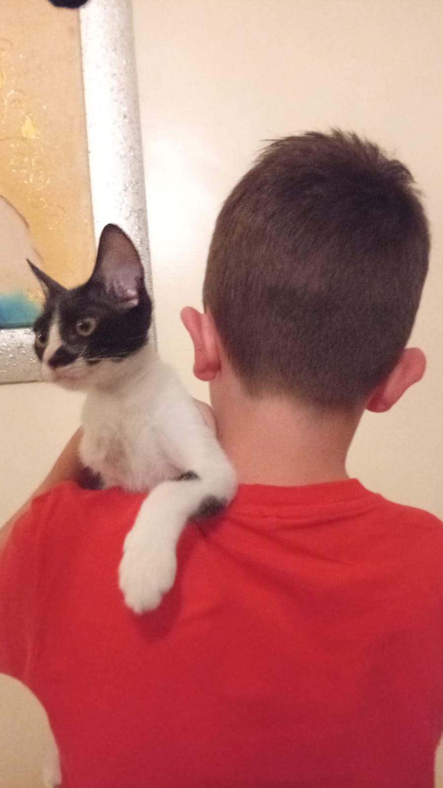 Bimbo salva e adotta gatto disabile