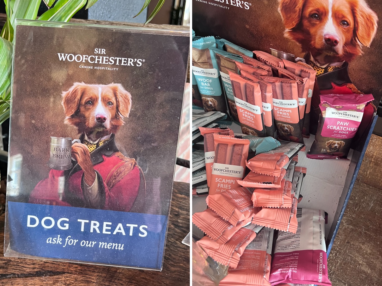 Sei un locale «dog friendly»? E allora dillo