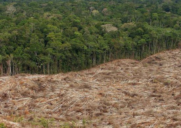 L'Amazzonia in pericolo: calano gli incendi, ma cresce la deforestazione