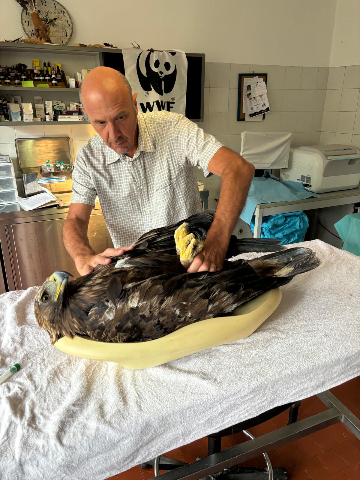 La storia dell'aquila reale avvelenata dal piombo che ritrova la libertà