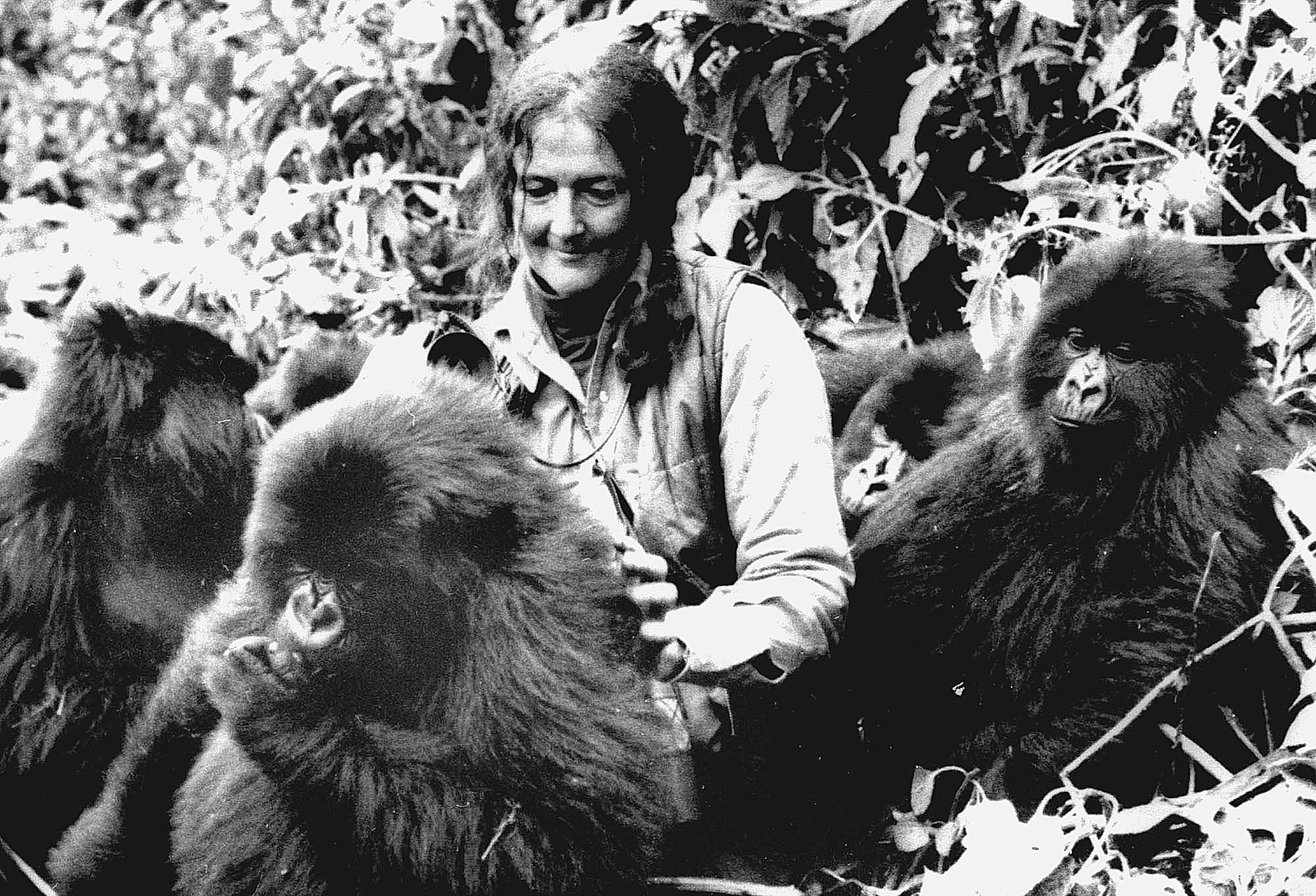 Giornata mondiale del gorilla: a rischio a causa di bracconaggio, deforestazione e malattie infettive