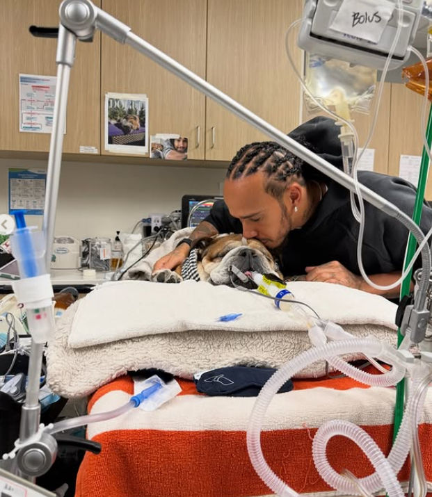 Hamilton salta i test al Mugello per stare al fianco del cane Roscoe in coma