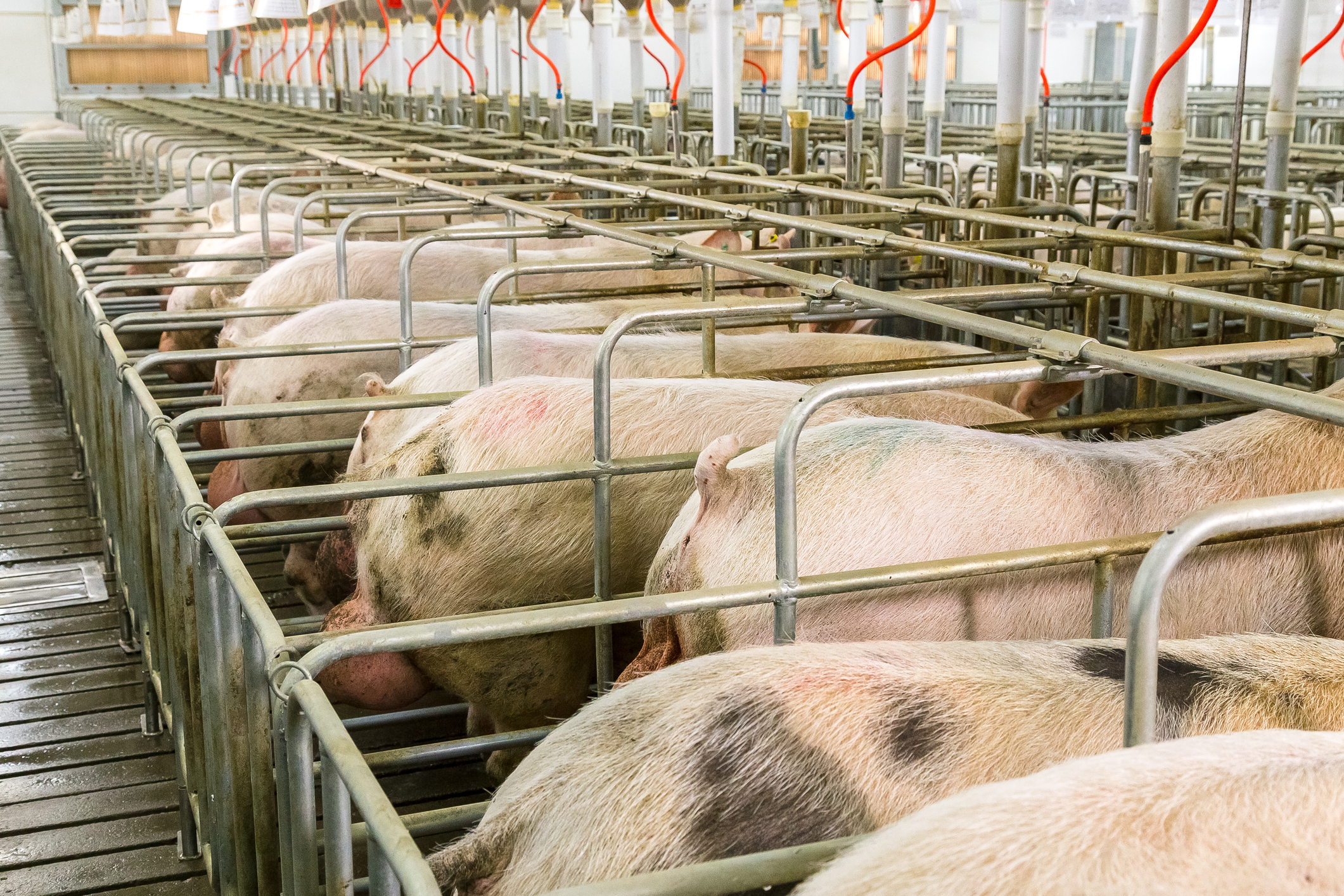 Quelle 766 tonnellate di cereali in pasto agli animali allevati che potrebbero sfamare 2 miliardi di persone