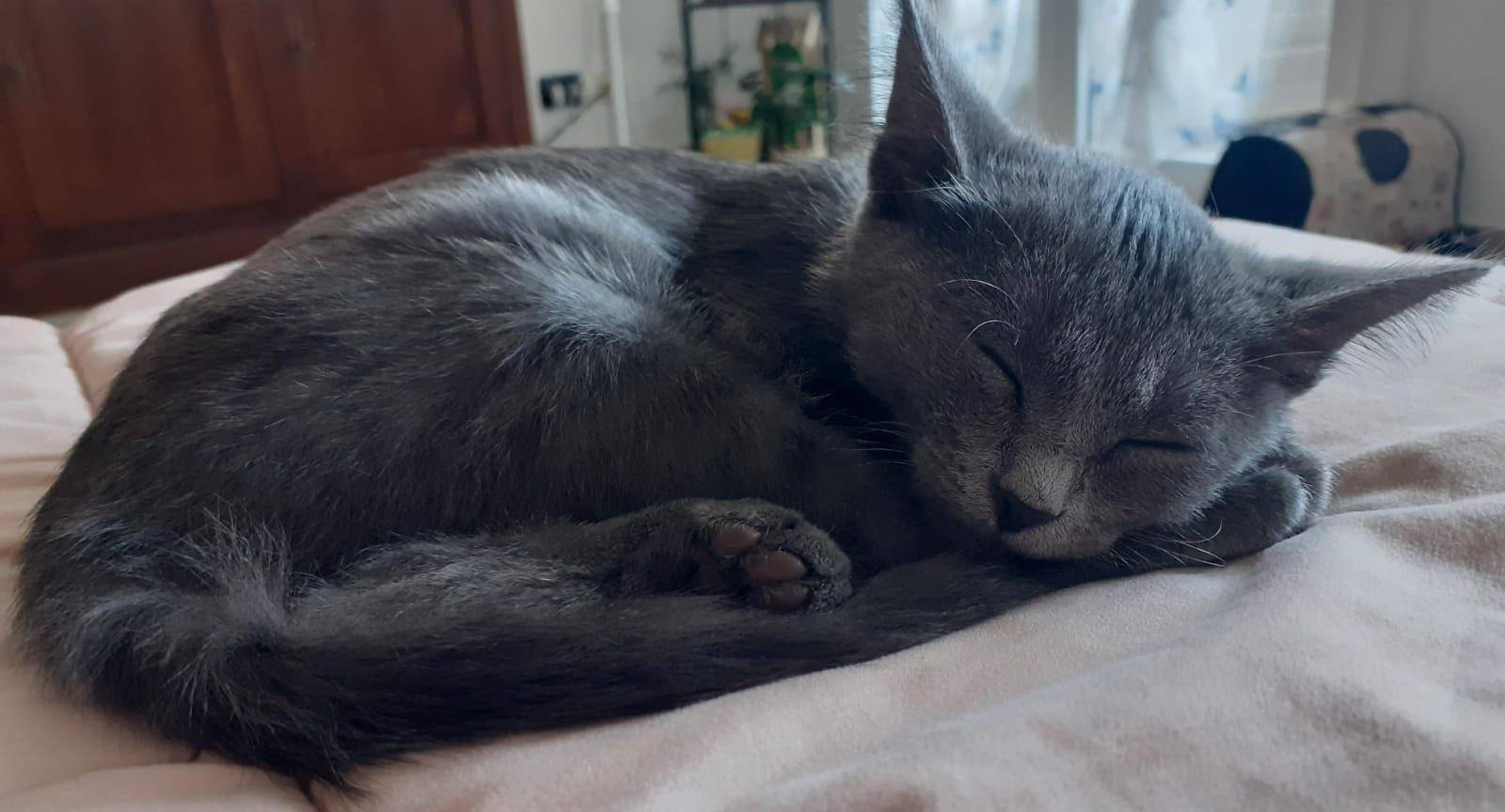 Prima di mettere in moto l'auto controlla che non ci sia un gatto nel vano motore: in questo periodo capita spesso