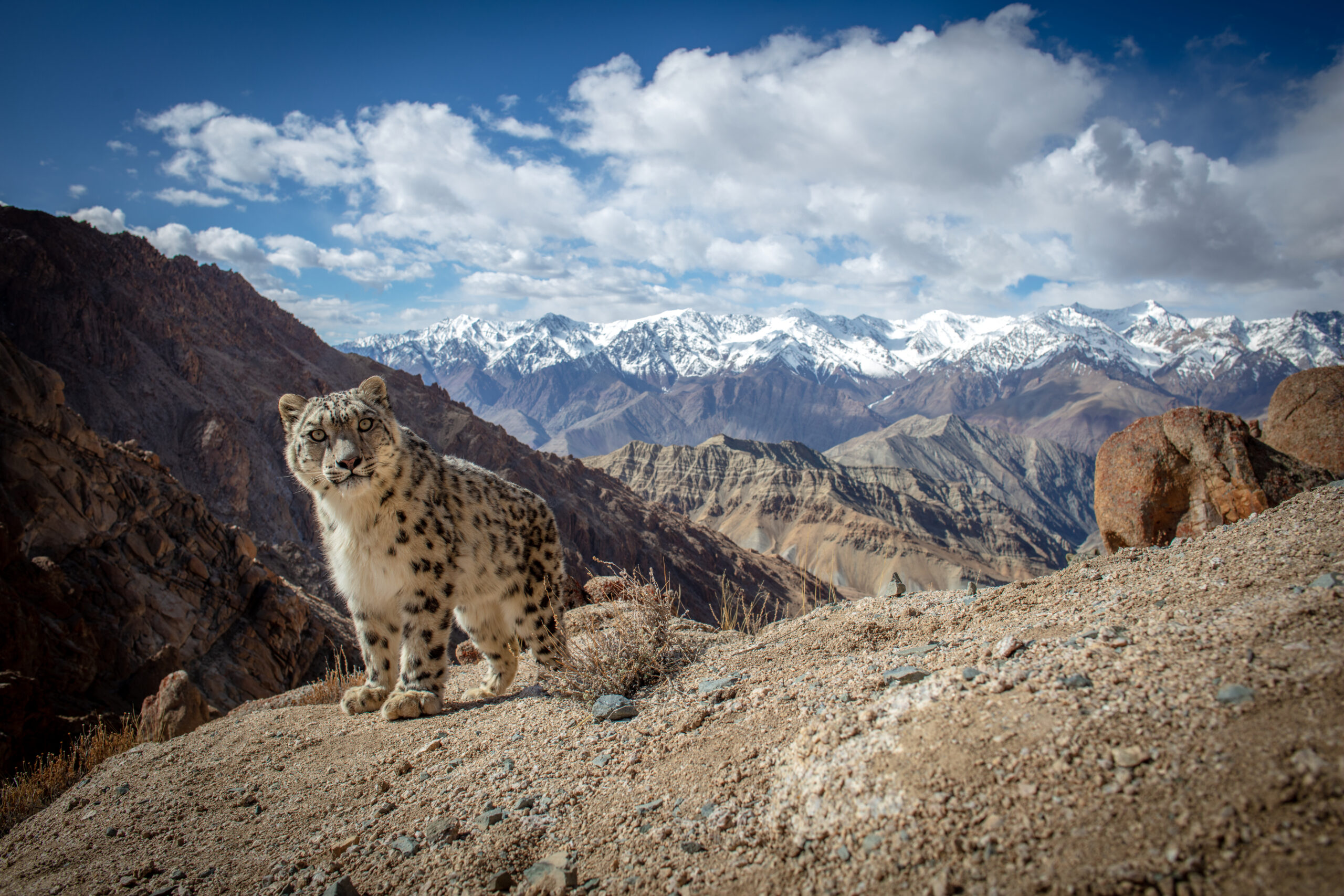 Leopardo delle nevi, il «fantasma» che fugge dall'uomo. Ed è sempre più in pericolo