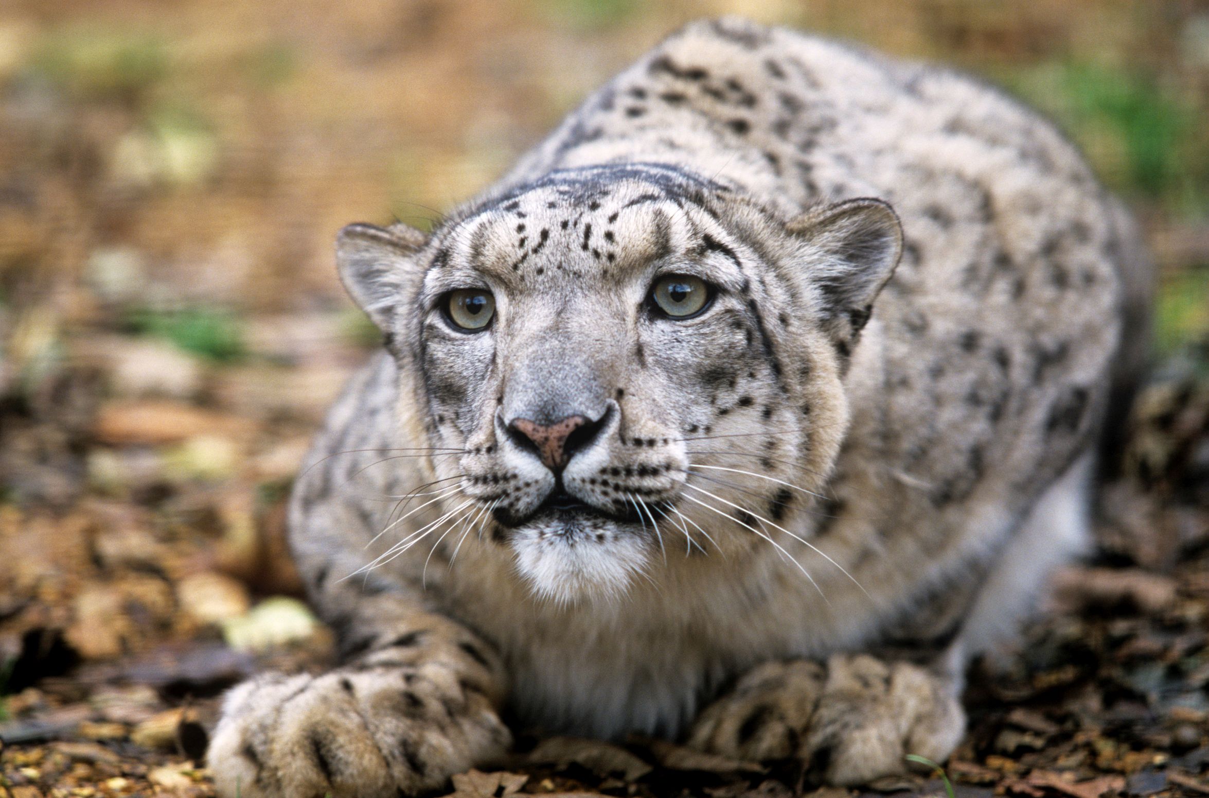 Leopardo delle nevi, il «fantasma» che fugge dall'uomo. Ed è sempre più in pericolo