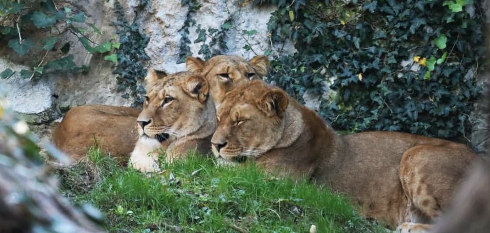 Il leone berbero, estinto in natura, ci riprova in Val Brembana: arrivate le tre femmine per Ayyur
