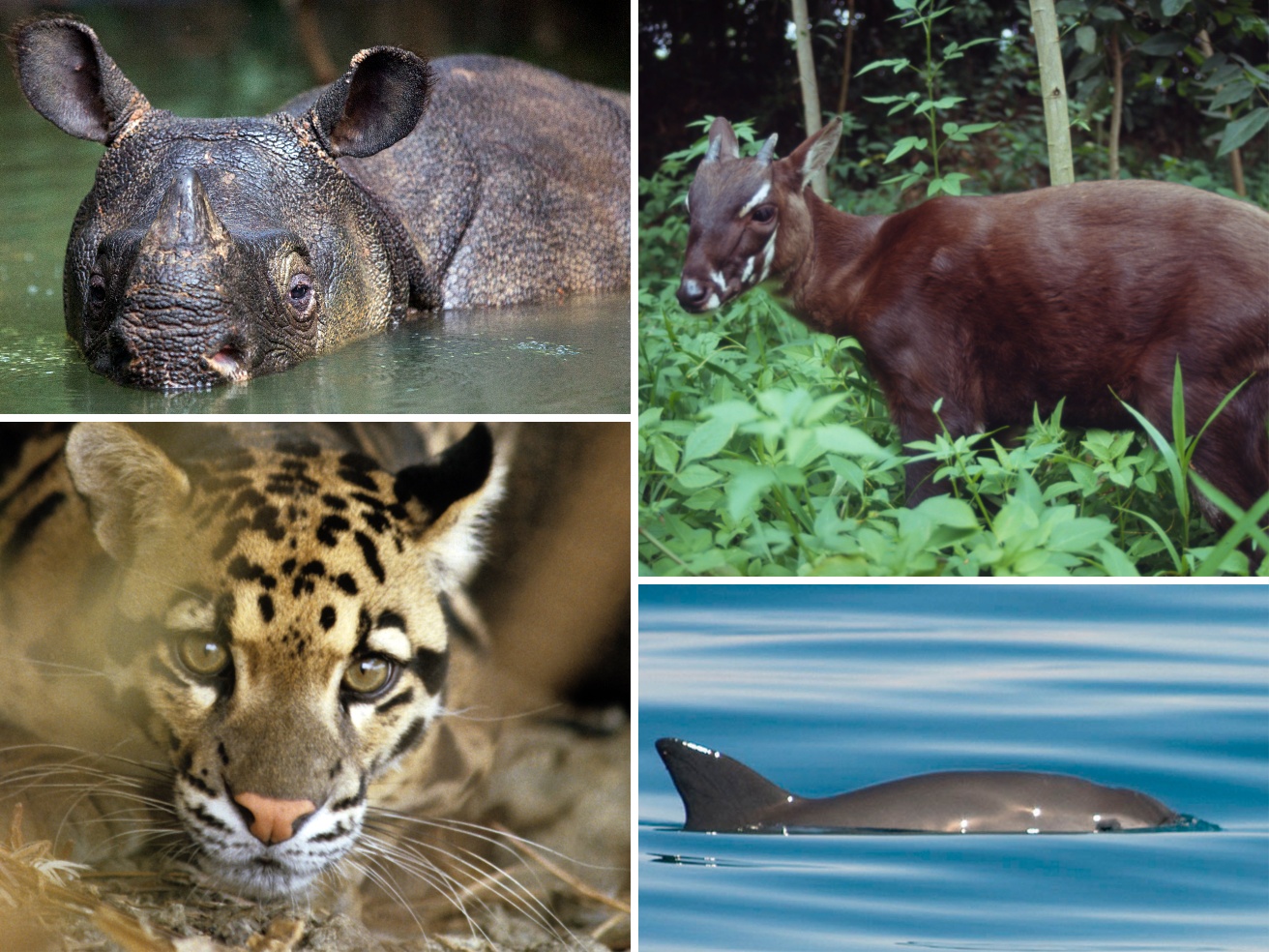 Dal leopardo nebuloso al saola: Halloween e gli animali «fantasma» che rischiamo di perdere per sempre