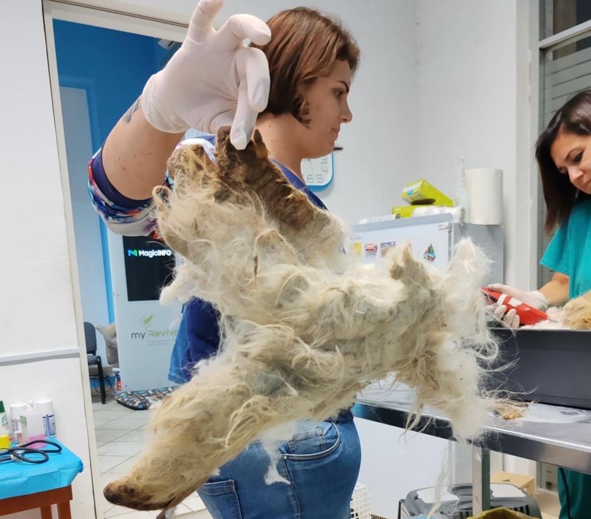 Cuccioli di razza nel canile clandestino, vivevano fra topi, rifiuti ed escrementi