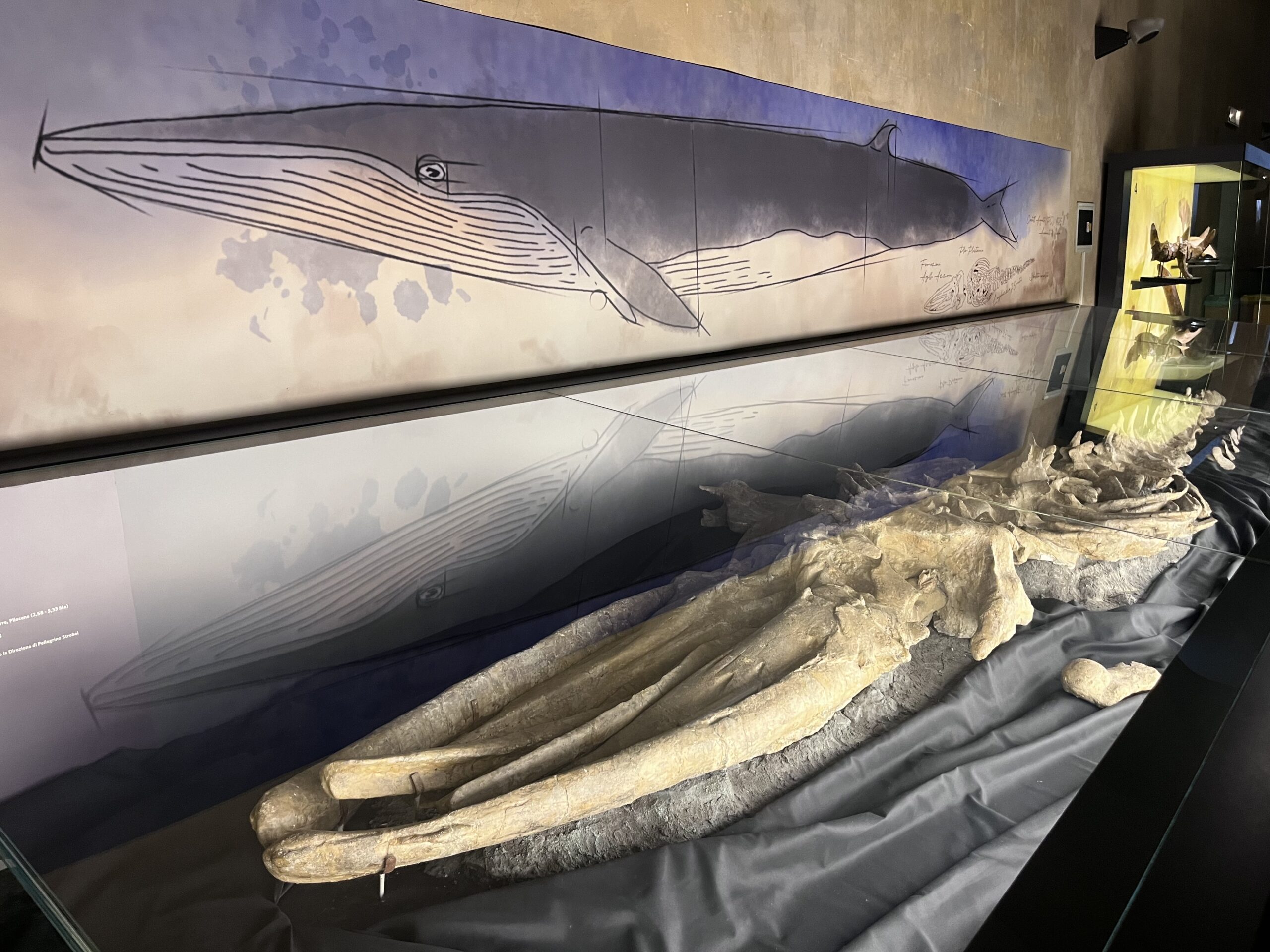 Al Must di Parma il viaggio nella storia della biodiversità. Una banca dati della genetica della natura