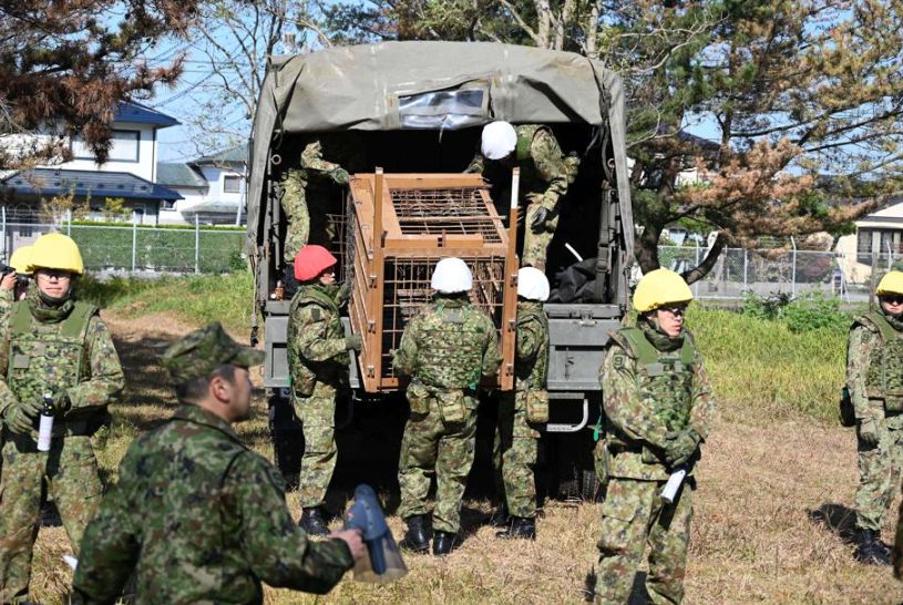 Troppi attacchi letali di orsi, il Giappone schiera l'esercito