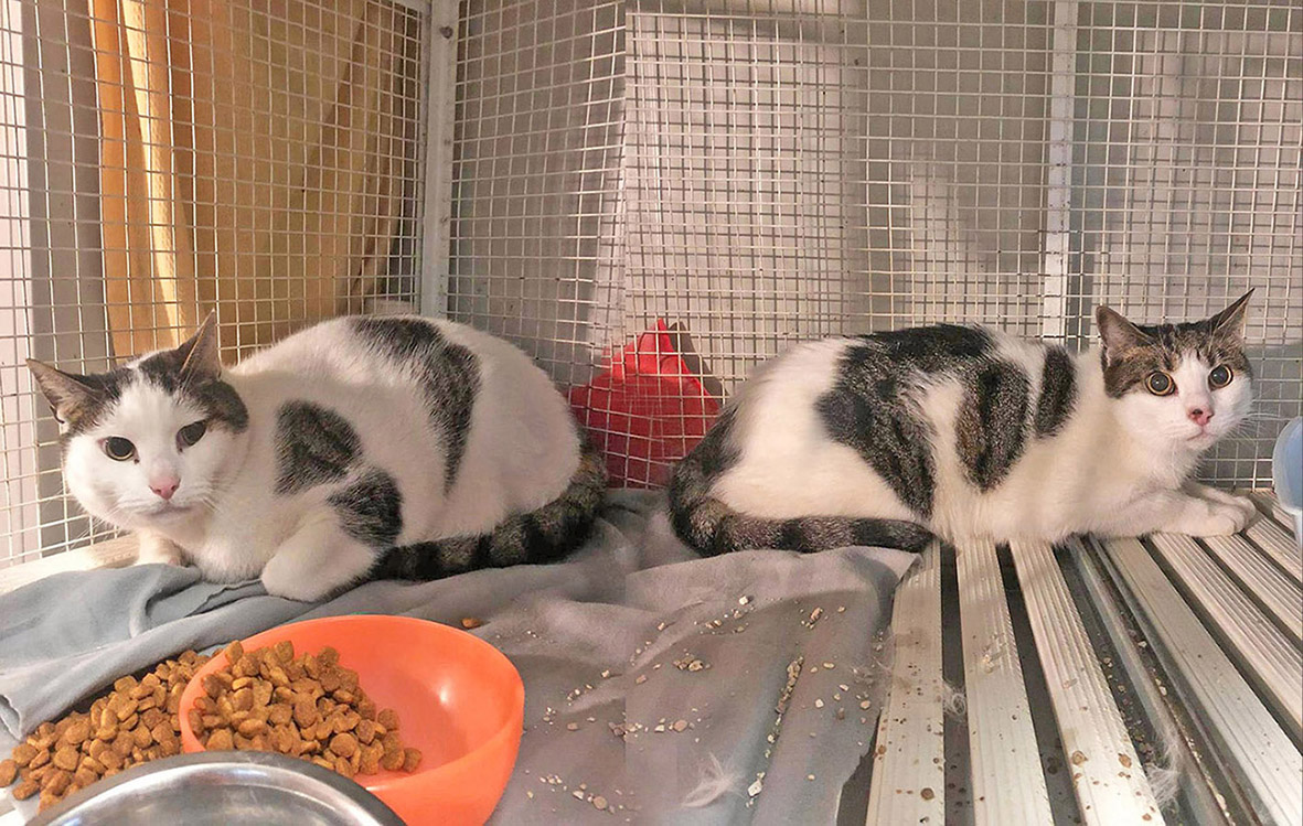 «Il gatto non prova affetto? Una fake news. Vi spiego il suo modo di amare e dare affetto»