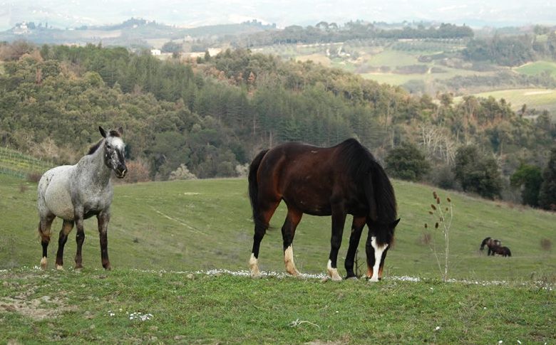 Concerto all'ippodromo, prove di dialogo tra Jovanotti e l'associazione Ihp che tutela i cavalli