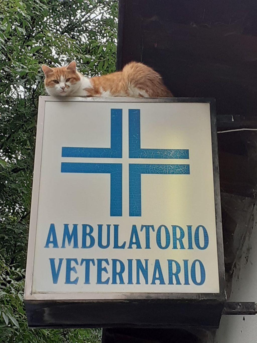 L'unico ambulatorio veterinario di Cortina sfrattato dalle Olimpiadi. Il 10 dicembre la sentenza del Tar