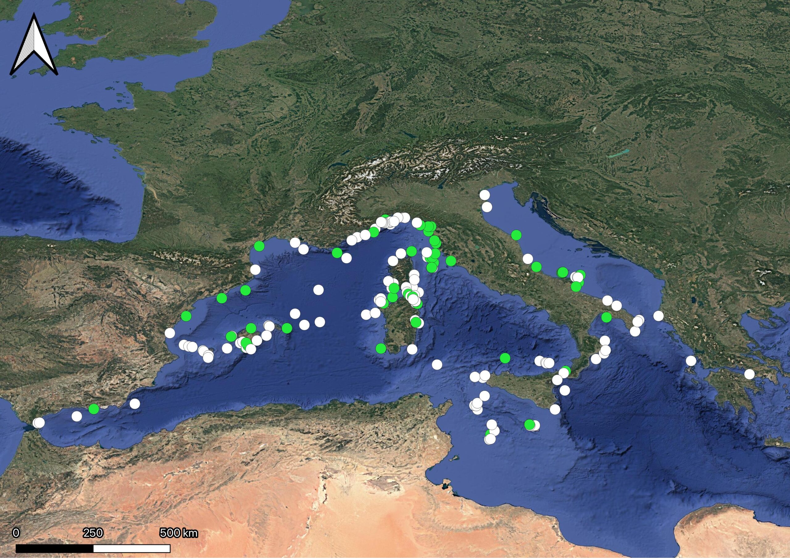 Alla ricerca della foca monaca: 64 avvistamenti nel Mediterraneo in tre anni
