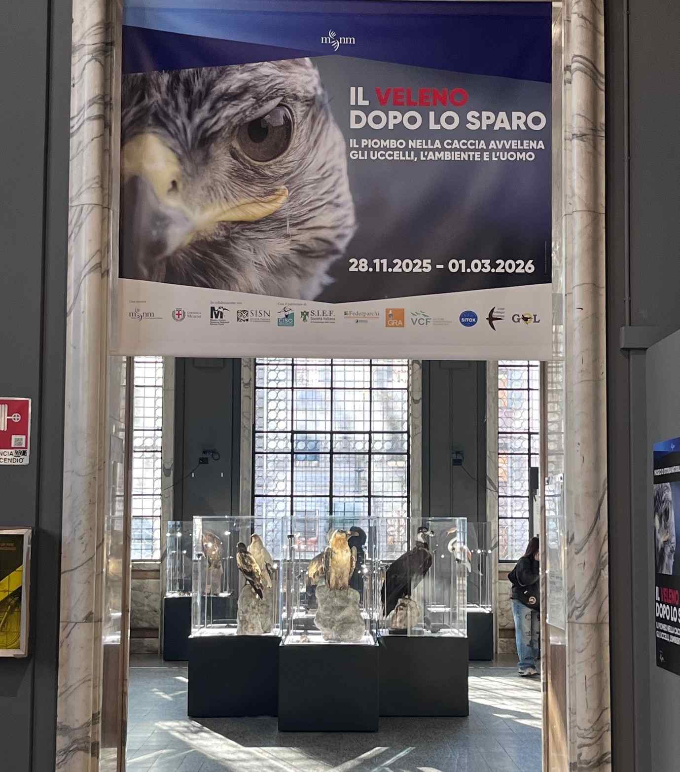 Ogni anno in Europa 2,3 milioni di uccelli muoiono per avvelenamento da piombo. «Togliamolo dalle cartucce»