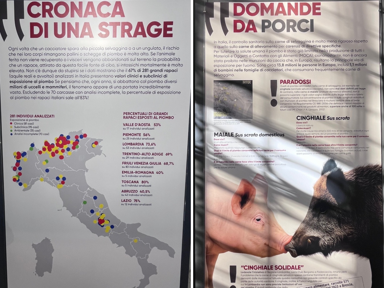Ogni anno in Europa 2,3 milioni di uccelli muoiono per avvelenamento da piombo. «Togliamolo dalle cartucce»