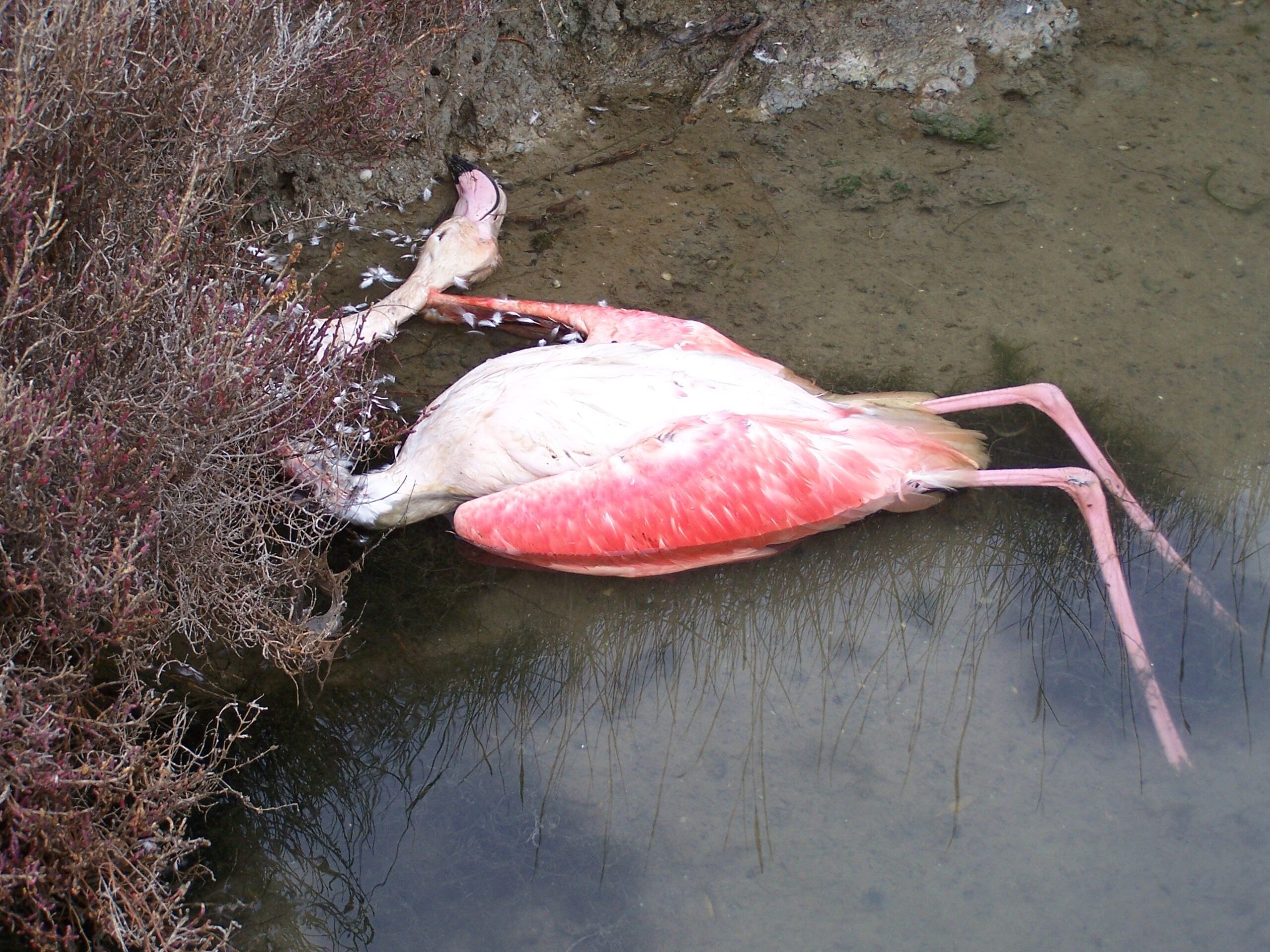 Ogni anno in Europa 2,3 milioni di uccelli muoiono per avvelenamento da piombo. «Togliamolo dalle cartucce»