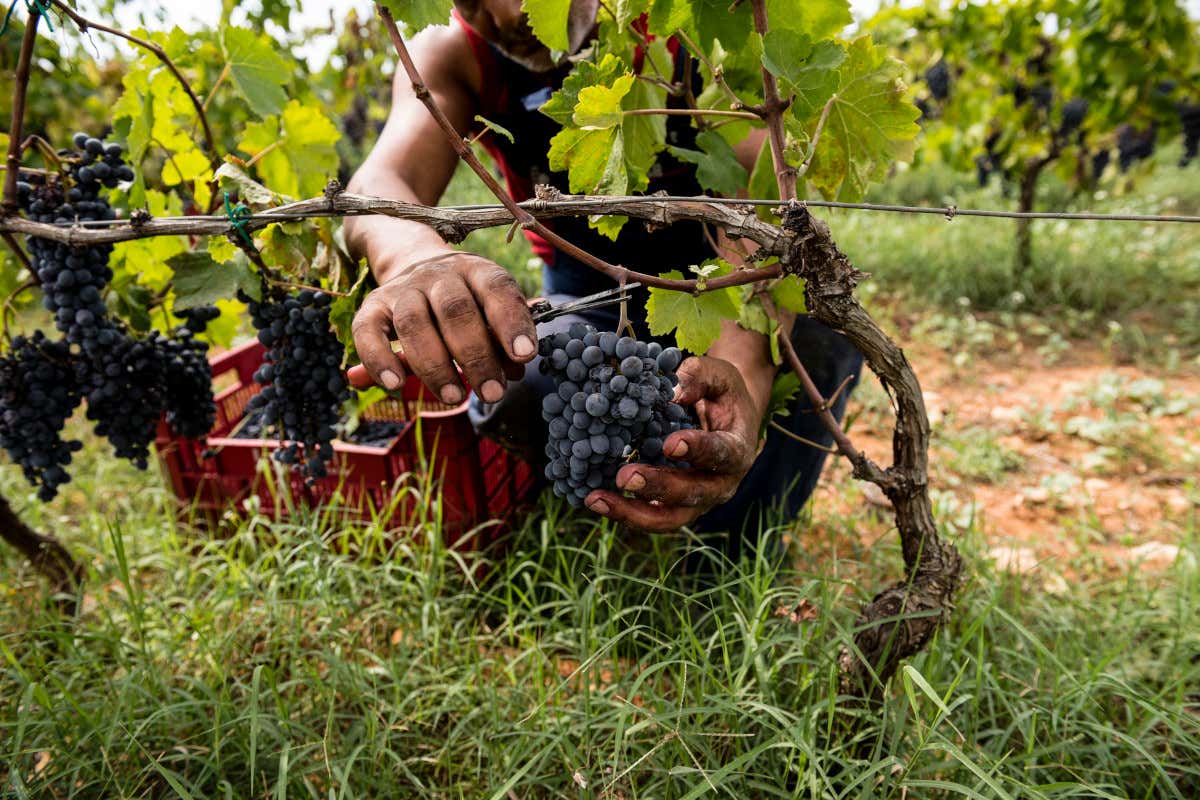 Terreni, vitigni e stile: così il sud-est della Sicilia riscrive i vini rossi Terreni, vitigni e stile: così il sud-est della Sicilia riscrive i vini rossi