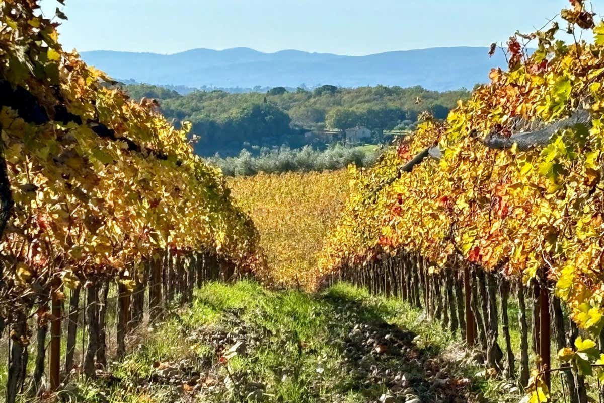 Capannelle cambia etichetta e mette il tempo al centro del Chianti Classico