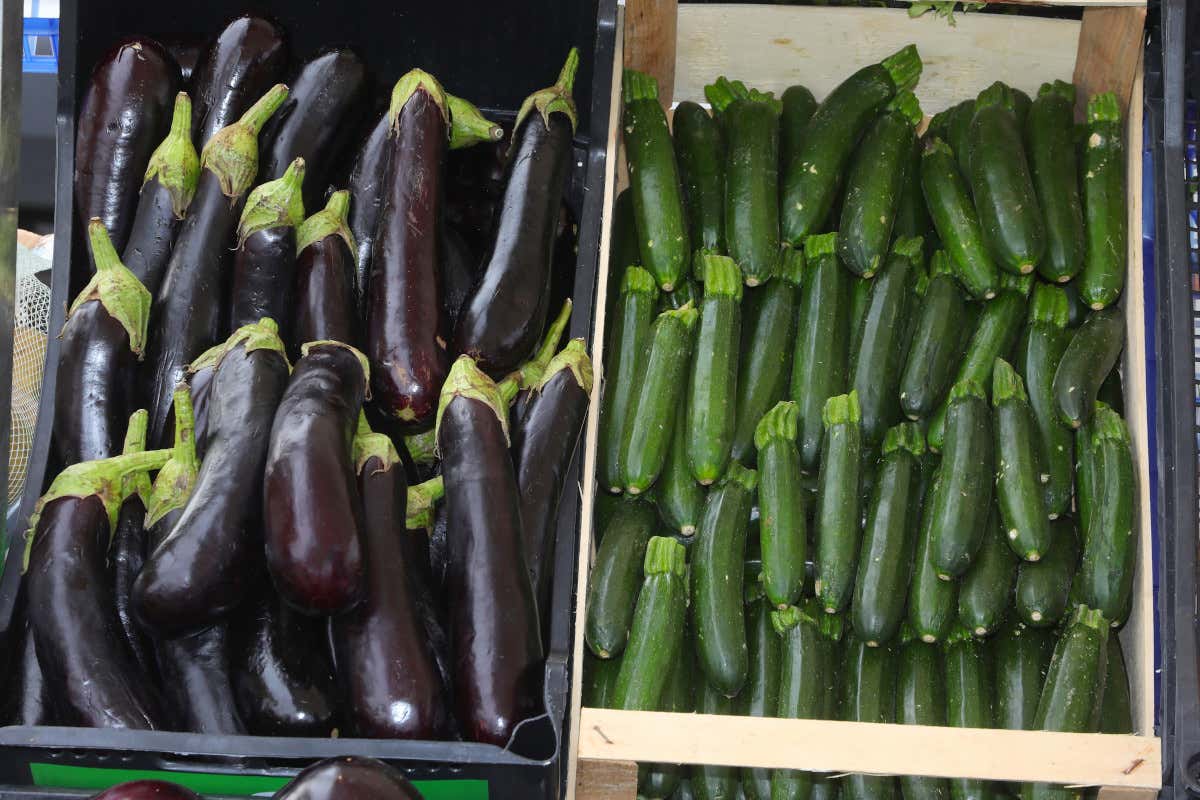 In calo i prezzi di melanzane e zucchine Prezzi agroalimentare: crollano zucchine e melanzane mercato ittico in affanno In calo i prezzi di melanzane e zucchine Prezzi agroalimentare: crollano zucchine e melanzane mercato ittico in affanno