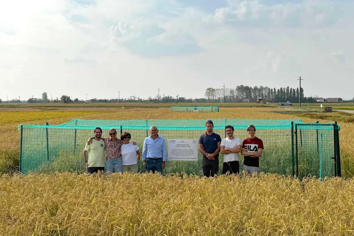 Dalle risaie lombarde a Bruxelles: l’Ue dice sì alle Tea agricole