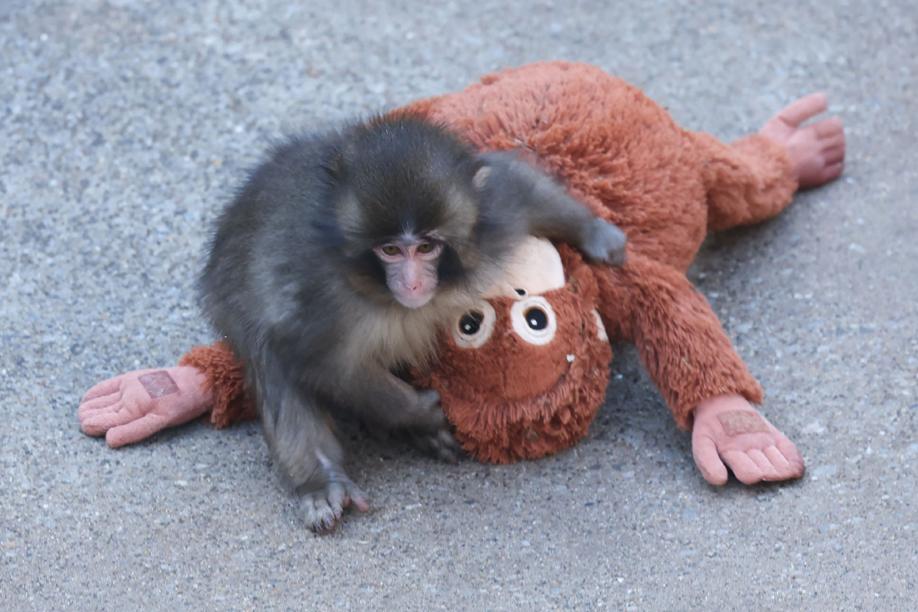 Punch, il macaco rifiutato dopo la nascita, è cresciuto con una «mamma» peluche