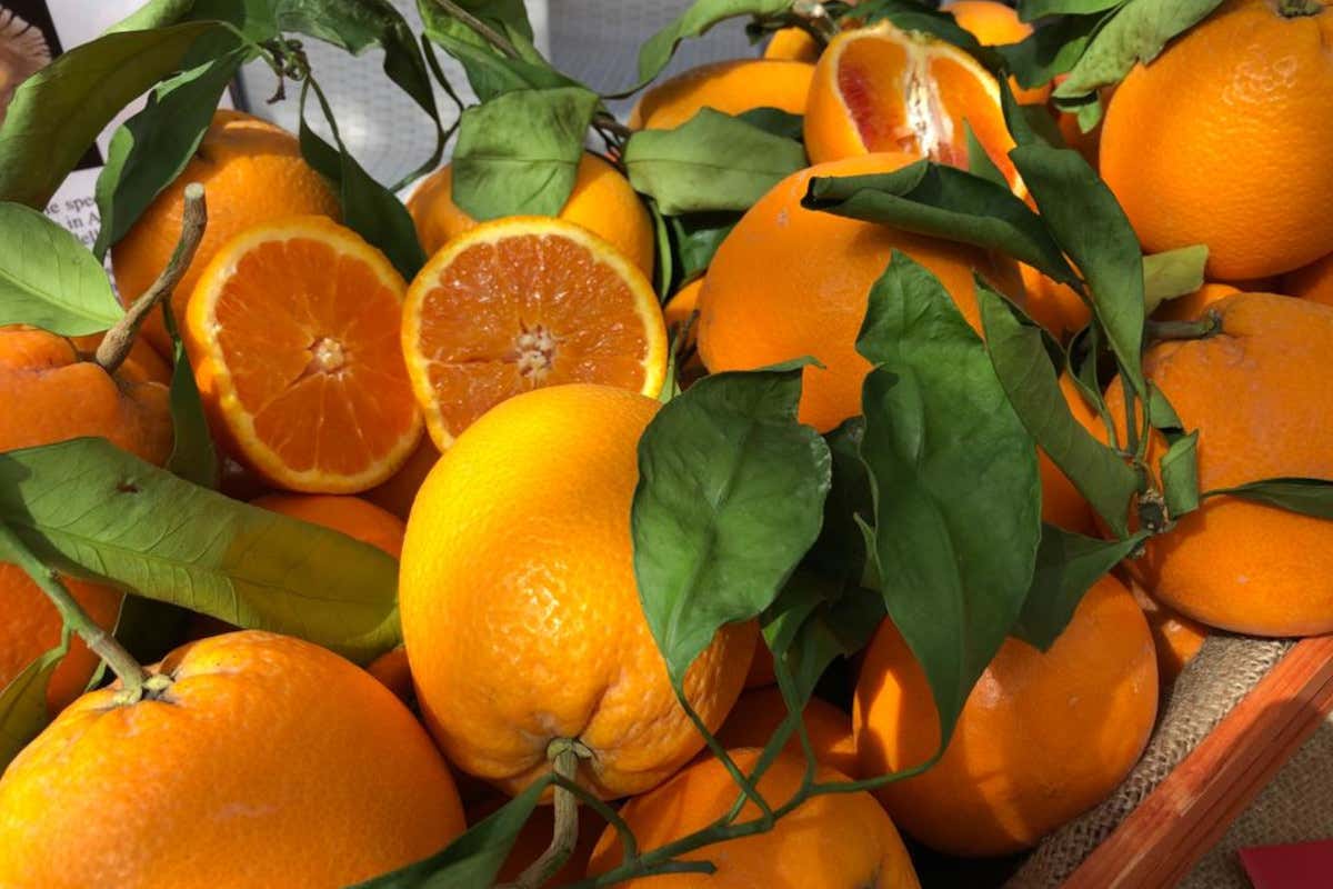 Allarme pesticidi: arance egiziane intercettate in Italia con residui proibiti