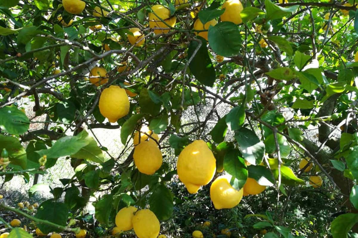 Il limone della Conca d’Oro è prodotto tradizionale Il limone della Conca d’Oro entra tra i Prodotti agroalimentari tradizionali