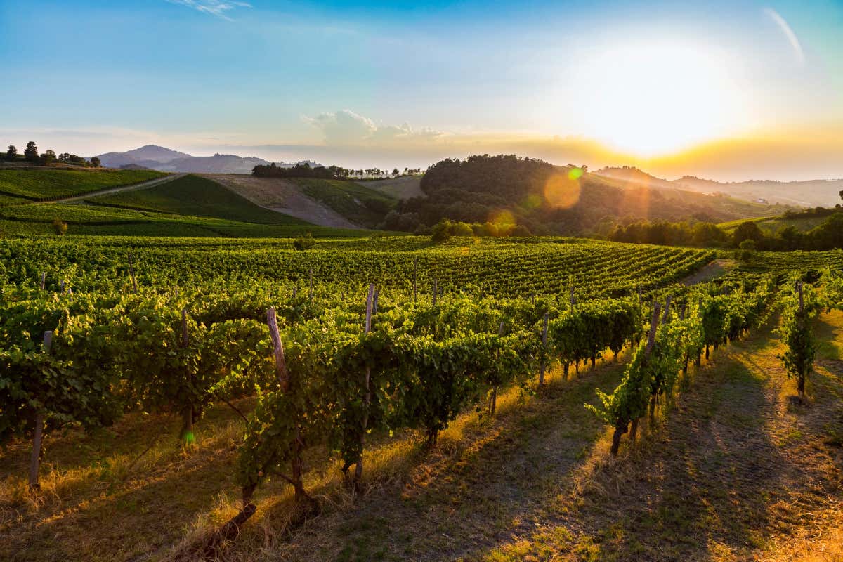 Terre d'Oltrepò: chiesto al Tribunale il fallimento Terre d'Oltrepò fine dei giochi: chiesto il fallimento Terre d'Oltrepò: chiesto al Tribunale il fallimento Terre d'Oltrepò fine dei giochi: chiesto il fallimento